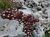 Campo Imperatore-photogallery-P1040881+.jpg